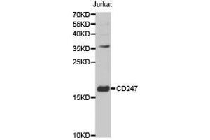Western Blotting (WB) image for anti-CD247 Molecule (CD247) antibody (ABIN1871602) (CD247 Antikörper)
