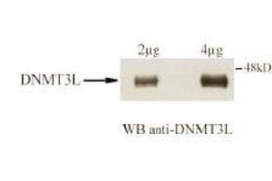 Immunoblotting. (DNMT3L Antikörper  (AA 152-164))