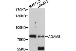 Western blot analysis of extracts of various cell lines, using ADAM8 antibody (ABIN4902838) at 1:1000 dilution. (ADAM8 Antikörper)