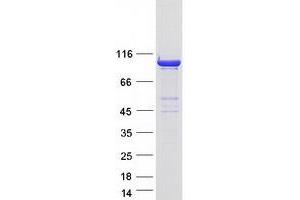 Western Blotting (WB) image for Dynamin 2 (DNM2) (Transcript Variant 3) protein (Myc-DYKDDDDK Tag) (ABIN2719861)