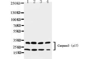 Western blot analysis of Caspase-3 (P17)  using anti- Caspase-3 (P17)  antibody . (Caspase 3 Antikörper  (N-Term))