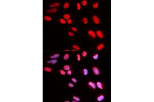 Immunofluorescence (IF) image for anti-PRP3 Pre-mRNA Processing Factor 3 Homolog (PRPF3) (AA 1-280) antibody (ABIN6146260)