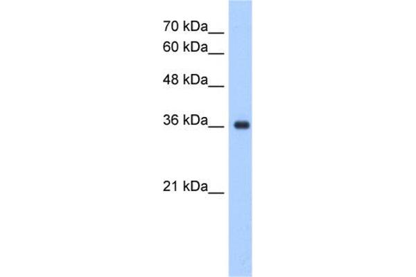 ELOVL7 Antikörper  (N-Term)