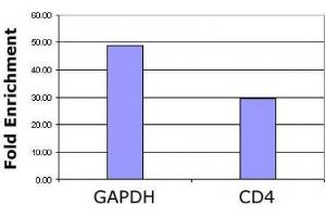 Histone H3 acetyl Lys36 antibody tested by ChIP analysis. (Histone 3 Antikörper  (H3K36ac))