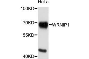 Western blot analysis of extracts of HeLa cells, using WRNIP1 antibody (ABIN5996198) at 1/1000 dilution. (WRNIP1 Antikörper)