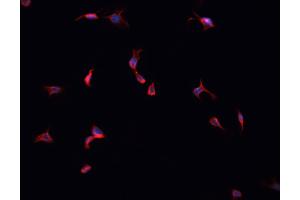 ABIN6269364 staining HepG2 cells by IF/ICC. (ERBB4 Antikörper  (C-Term))