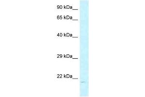 Western Blot showing ARL6IP1 antibody used at a concentration of 1 ug/ml against MCF7 Cell Lysate (ARL6IP1 Antikörper  (C-Term))
