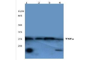Western Blot analysis of TNF-alpha Antibody at 1/500 dilution. (TNF alpha Antikörper)