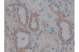 DAB staining on IHC-P; Samples: Human Kidney Tissue (Fibulin 5 Antikörper  (AA 99-205))