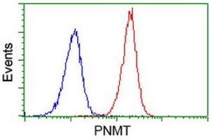 Image no. 2 for anti-Phenylethanolamine N-Methyltransferase (PNMT) antibody (ABIN1500306) (PNMT Antikörper)