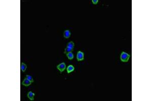 Immunofluorescent analysis of HepG2 cells using ABIN7178993 at dilution of 1:100 and Alexa Fluor 488-congugated AffiniPure Goat Anti-Rabbit IgG(H+L) (Oncostatin M Antikörper  (AA 26-207))