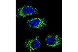 Confocal immunofluorescent analysis of HSP90B1 Antibody (N-term) (ABIN651092 and ABIN2840067) with NCI- cell followed by Alexa Fluor 488-conjugated goat anti-rabbit lgG (green). (GRP94 Antikörper  (N-Term))