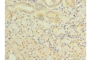 Immunohistochemistry of paraffin-embedded human pancreatic tissue using ABIN7169964 at dilution of 1:100 (SLC38A2 Antikörper  (AA 1-76))