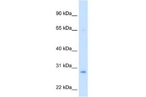 ECHS1 antibody used at 2.