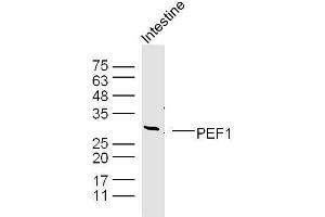 Mouse intestine lysates probed with PEF1 Polyclonal Antibody, unconjugated  at 1:300 overnight at 4°C followed by a conjugated secondary antibody at 1:10000 for 90 minutes at 37°C. (PEF1 Antikörper  (AA 121-230))