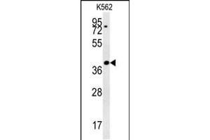 Western blot analysis in K562 cell line lysates (35ug/lane). (DGCR14 Antikörper  (AA 217-244))
