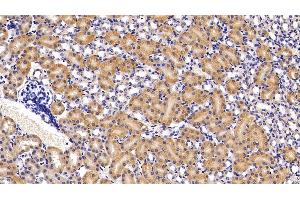 Detection of APOA4 in Mouse Kidney Tissue using Polyclonal Antibody to Apolipoprotein A4 (APOA4) (APOA4 Antikörper  (AA 299-369))