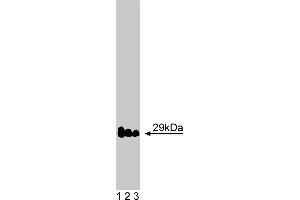 Western Blotting (WB) image for anti-Vesicle Transport through Interaction with t-SNAREs 1A (VTI1A) (AA 114-217) antibody (ABIN968427)