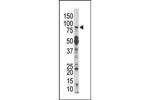 Image no. 1 for anti-Mps1 (TTK) (N-Term) antibody (ABIN360578) (Mps1 Antikörper  (N-Term))