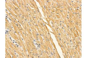 Phospho-COX IV (Ser58) Antibody at 1/100 staining Rat heart tissue by IHC-P.
