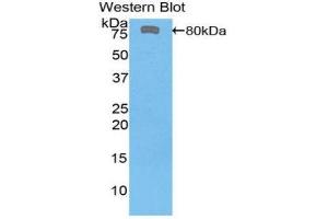 Western Blotting (WB) image for anti-FK506 Binding Protein 5 (FKBP5) (AA 2-457) antibody (ABIN1858896) (FKBP5 Antikörper  (AA 2-457))