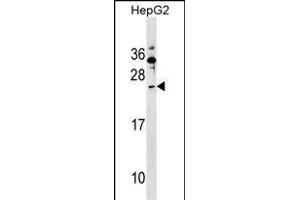 SHISA5 Antibody (Center) (ABIN1538603 and ABIN2849230) western blot analysis in HepG2 cell line lysates (35 μg/lane). (SHISA5 Antikörper  (AA 75-102))