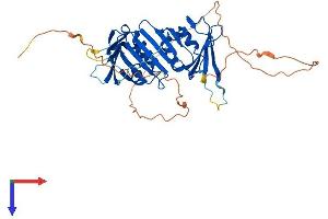 RAD9A Protein (AA 1-391) (His tag)