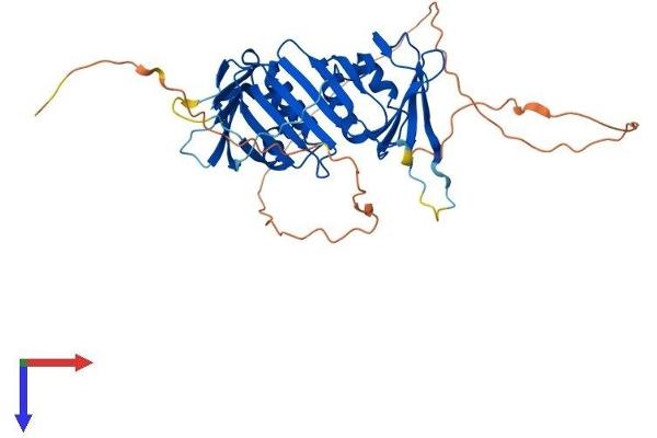 RAD9A Protein (AA 1-391) (His tag)