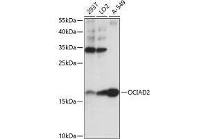 OCIAD2 Antikörper  (AA 1-99)