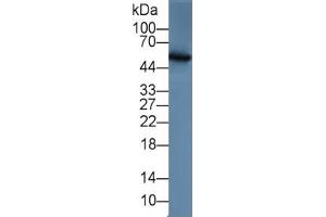 Rabbit Detection antibody from the kit in WB with Positive Control: Rabbit serum. (MMP13 CLIA Kit)