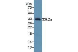 Figure. (Kallikrein 2 Antikörper  (AA 19-261))