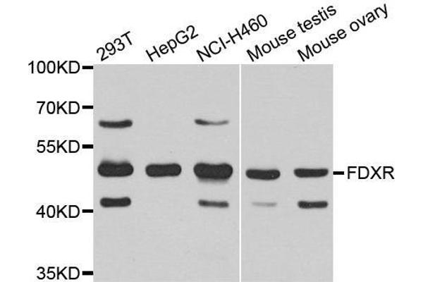 Ferredoxin Reductase Antikörper  (AA 252-491)
