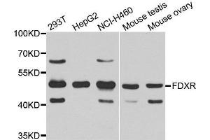 Western Blotting (WB) image for anti-Ferredoxin Reductase (FDXR) (AA 252-491) antibody (ABIN1679833) (Ferredoxin Reductase Antikörper  (AA 252-491))