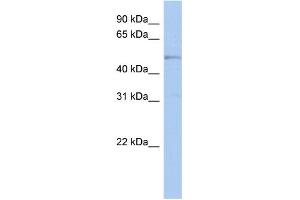 WB Suggested Anti-TBC1D10C Antibody Titration: 0.