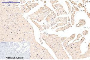 Immunohistochemical analysis of paraffin-embedded rat heart tissue. (EFHD1 Antikörper)