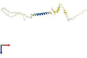 NSG2 Protein (AA 1-171) (His tag)