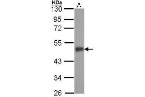 WB Image Sample (30 ug of whole cell lysate) A: A431 , 10% SDS PAGE antibody diluted at 1:1000 (ELF3 Antikörper  (C-Term))