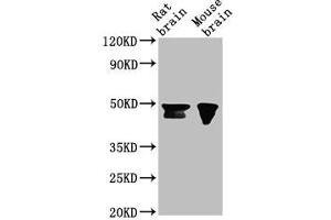 Western Blot Positive WB detected in: Rat brain tissue, Mouse brain tissue All lanes: NANOG antibody at 1:500 Secondary Goat polyclonal to Mouse IgG at 1/10000 dilution Predicted band size: 35, 33 kDa Observed band size: 46, 42 kDa (Nanog Antikörper  (AA 1-305))