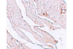 Immunohistochemical staining of mouse heart cells with KL polyclonal antibody  at 2. (Klotho Antikörper  (AA 410-460))