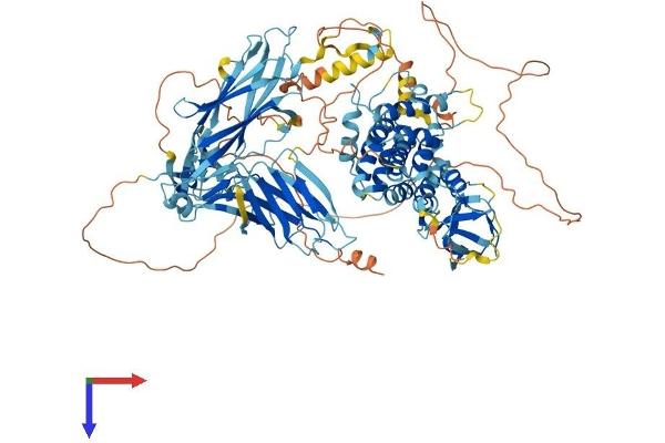 SH3BP4 Protein (AA 1-963) (His tag)