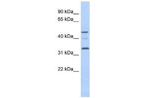 Cyclin Y-Like 1 antibody used at 1 ug/ml to detect target protein. (CCNYL1 Antikörper  (N-Term))