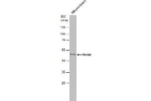 WB Image Mouse tissue extract (50 μg) was separated by 10% SDS-PAGE, and the membrane was blotted with Nodal antibody , diluted at 1:500. (Nodal Antikörper  (Center))