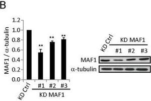 Western Blotting (WB) image for anti-MAF1 Homolog (MAF1) (Center) antibody (ABIN2856430)