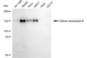 Western blotting analysis using Histone deacetylase 6 antibody (ABIN7798935).