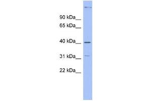 WB Suggested Anti-KHDRBS1 Antibody Titration: 0. (KHDRBS1 Antikörper  (Middle Region))
