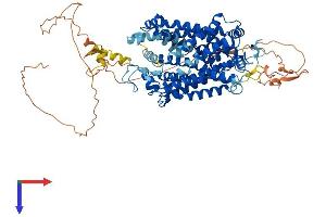 SLC6A5 Protein (AA 1-797) (His tag)