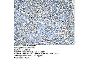 Human Spleen (Asialoglycoprotein Receptor 2 Antikörper  (N-Term))