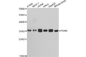 Western blot analysis of extracts of various cell lines, using PCNA antibody (ABIN5970094) at 1/1000 dilution. (PCNA Antikörper)