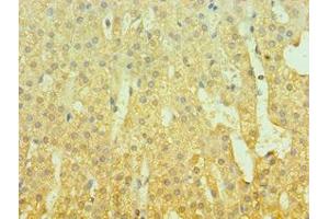 Immunohistochemistry of paraffin-embedded human adrenal gland tissue using ABIN7153430 at dilution of 1:100 (GAL Antikörper  (AA 20-123))