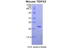 SDS-PAGE analysis of Mouse TDP43 Protein. (TARDBP Protein)